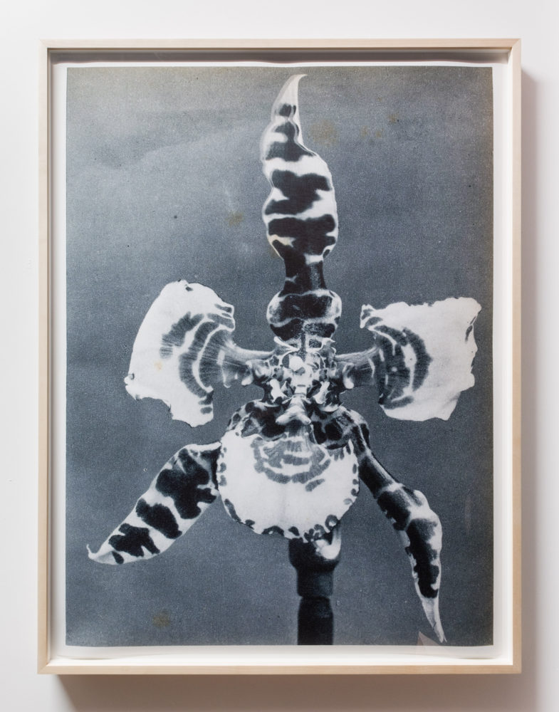 P!, 18_for_every_purpose_DSF3262_low_res Batia Suter, Polymorph Orchid, 2013